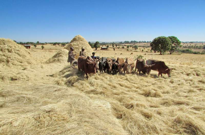 Los productos animales mejoran la nutrición infantil en África