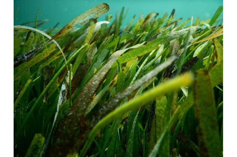 ¿Seagrass como una esponja de carbono?
