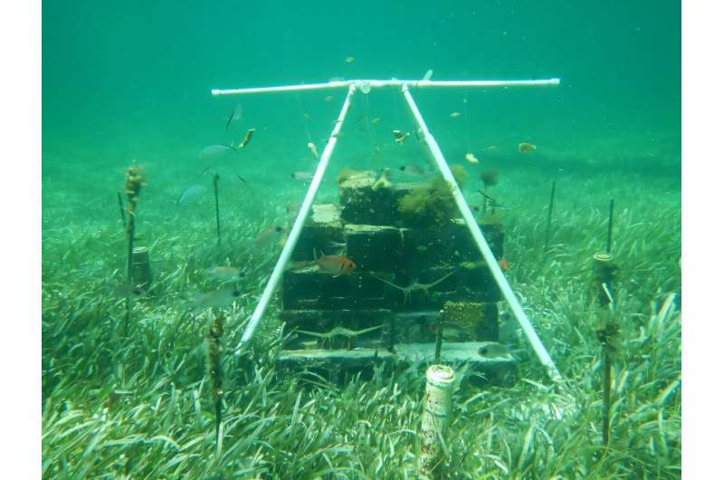 ¿Seagrass como una esponja de carbono?