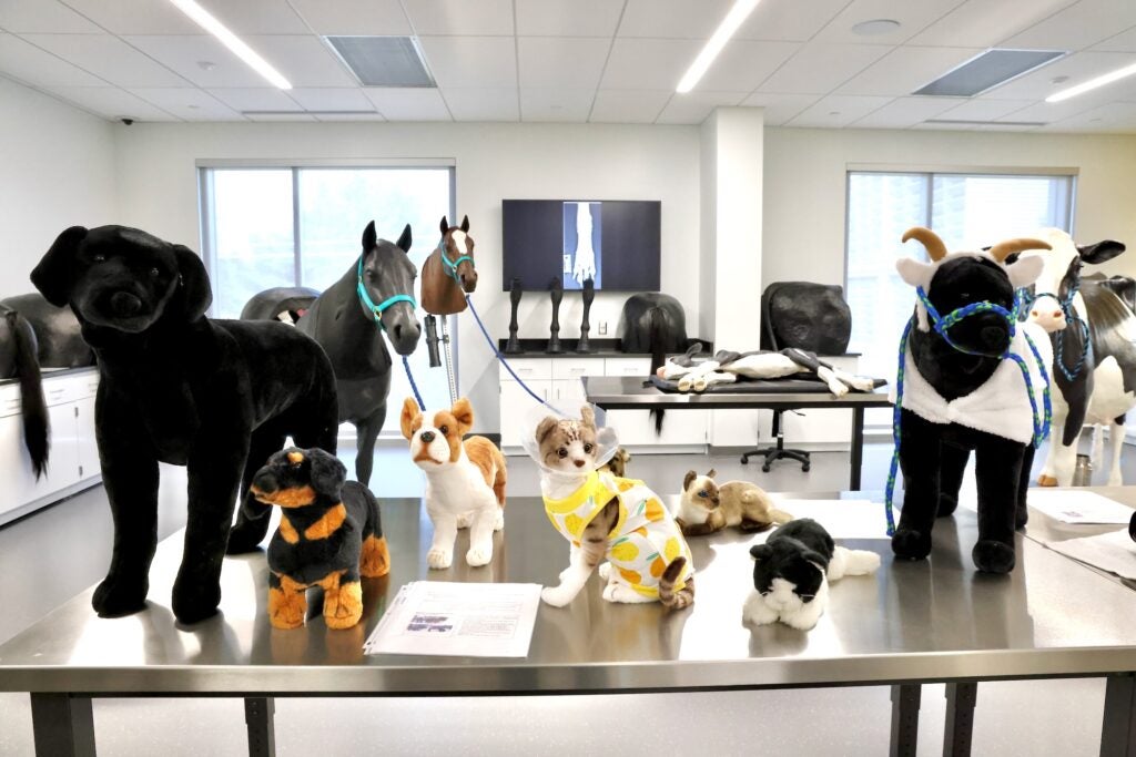 El laboratorio de habilidades clínicas en la Escuela de Medicina Veterinaria, la gama de animales llenos se encuentra en una mesa.